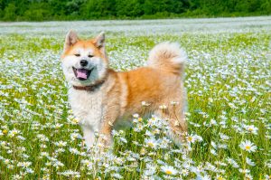 秋田犬の写真