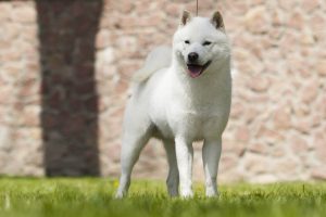 北海道犬の写真